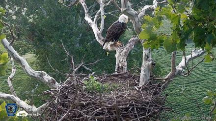 PA Farm Country Eagles Live Cams - Aug 12, 2026, 7:16am EDT