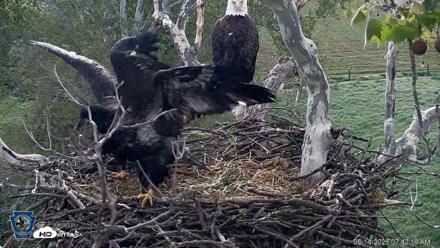 PA Farm Country Eagles Live Cams - May 14, 2026, 7:43am EDT