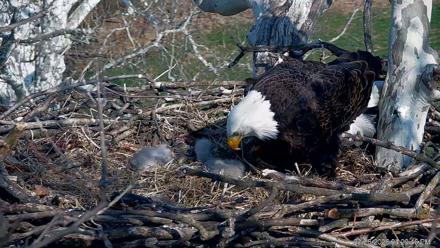 PA Farm Country Eagles Live Cams - Mar 26, 2026, 4:30pm EDT