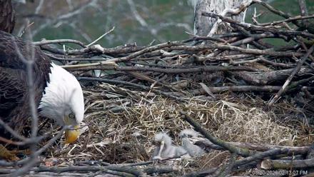PA Farm Country Eagles Live Cams - Mar 20, 2026, 2:13pm EDT