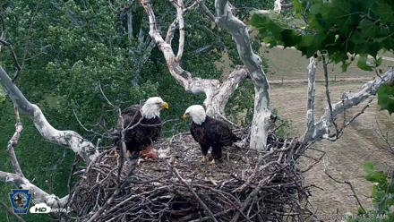 PA Farm Country Eagles Live Cams - Jun 6, 2026, 10:16am EDT