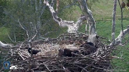 PA Farm Country Eagles Live Cams - May 15, 2026, 9:22am EDT