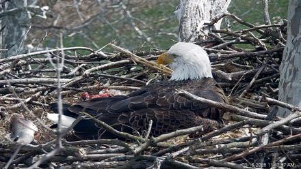 PA Farm Country Eagles Live Cams - Mar 18, 2026, 11:43am EDT