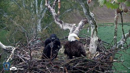 PA Farm Country Eagles Live Cams - May 9, 2026, 11:12am EDT