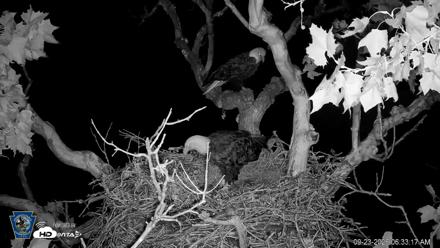 PA Farm Country Eagles Live Cams - Sep 23, 2026, 6:34am EDT