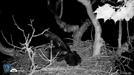 PA Farm Country Eagles Live Cams - May 28, 2026, 12:37am EDT