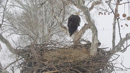 PA Farm Country Eagles Live Cams - Feb 6, 2026, 12:41pm EST