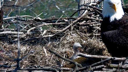PA Farm Country Eagles Live Cams - Mar 22, 2026, 1:30pm EDT