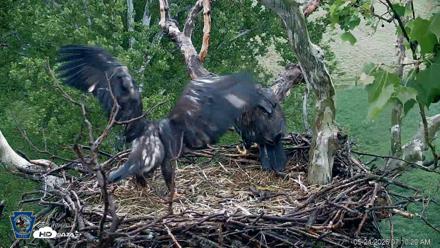 PA Farm Country Eagles Live Cams - May 24, 2026, 7:11am EDT