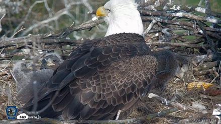 PA Farm Country Eagles Live Cams - Apr 12, 2026, 5:49pm EDT