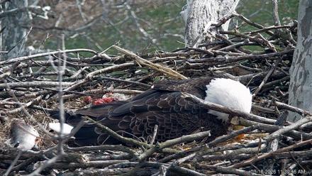PA Farm Country Eagles Live Cams - Mar 18, 2026, 11:41am EDT