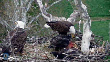 PA Farm Country Eagles Live Cams - Apr 26, 2026, 7:21pm EDT