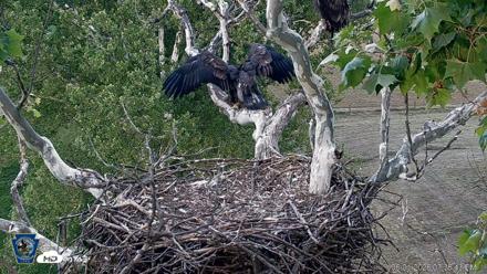 PA Farm Country Eagles Live Cams - Jun 1, 2026, 7:37pm EDT