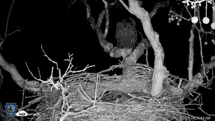 PA Farm Country Eagles Live Cams - Apr 18, 2026, 4:36am EDT