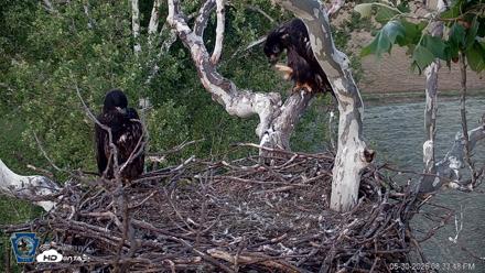 PA Farm Country Eagles Live Cams - May 30, 2026, 8:34pm EDT