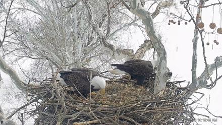 PA Farm Country Eagles Live Cams - Feb 10, 2026, 10:16am EST