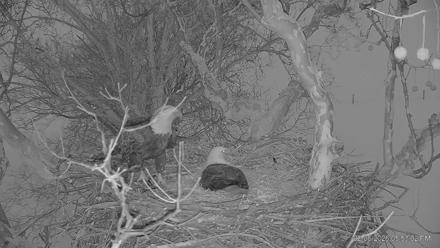 PA Farm Country Eagles Live Cams - Feb 6, 2026, 5:53pm EST