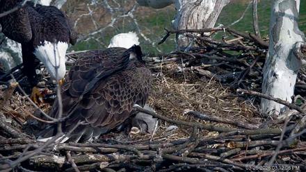 PA Farm Country Eagles Live Cams - Mar 26, 2026, 3:13pm EDT
