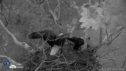 PA Farm Country Eagles Live Cams - Aug 2, 2026, 6:00am EDT