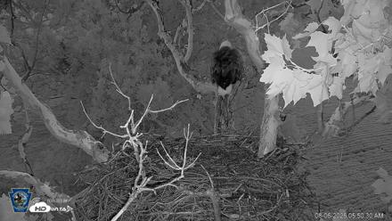 PA Farm Country Eagles Live Cams - Aug 6, 2026, 5:52am EDT