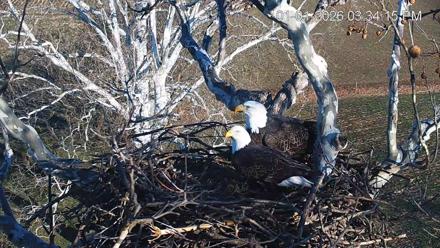 PA Farm Country Eagles Live Cams - Jan 1, 2026, 3:34pm EST