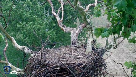 PA Farm Country Eagles Live Cams - Jun 6, 2026, 6:37pm EDT