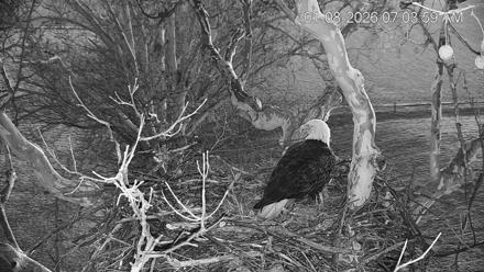 PA Farm Country Eagles Live Cams - Jan 8, 2026, 7:04am EST