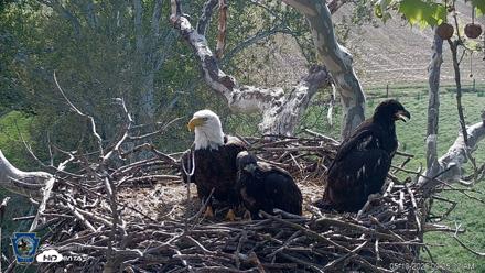 PA Farm Country Eagles Live Cams - May 10, 2026, 9:26am EDT