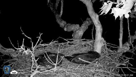 PA Farm Country Eagles Live Cams - May 20, 2026, 3:56am EDT