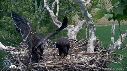 PA Farm Country Eagles Live Cams - May 26, 2026, 1:19pm EDT