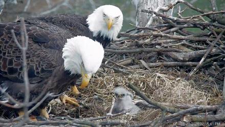 PA Farm Country Eagles Live Cams - Mar 20, 2026, 2:19pm EDT