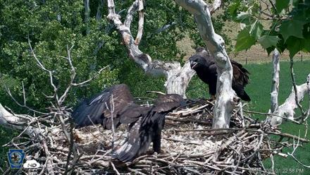 PA Farm Country Eagles Live Cams - May 26, 2026, 1:23pm EDT