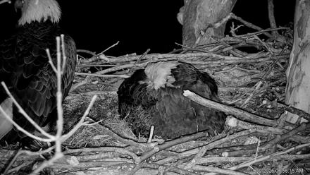 PA Farm Country Eagles Live Cams - Mar 19, 2026, 6:57am EDT