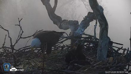 PA Farm Country Eagles Live Cams - Apr 27, 2026, 6:59am EDT