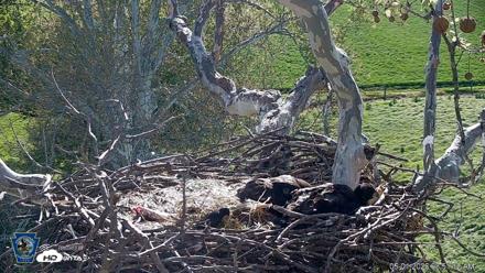 PA Farm Country Eagles Live Cams - May 1, 2026, 8:51am EDT