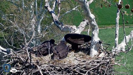 PA Farm Country Eagles Live Cams - May 1, 2026, 1:44pm EDT
