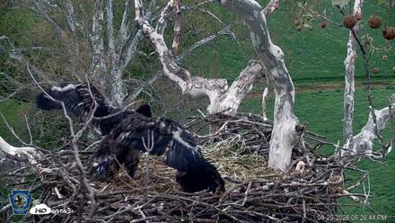 PA Farm Country Eagles Live Cams - Apr 29, 2026, 6:30pm EDT