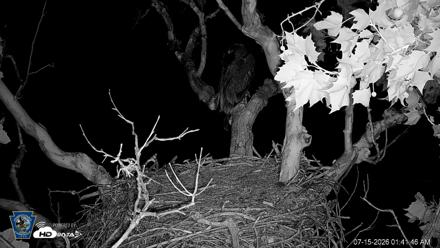 PA Farm Country Eagles Live Cams - Jul 15, 2026, 1:42am EDT