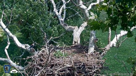 PA Farm Country Eagles Live Cams - Aug 10, 2026, 2:05pm EDT