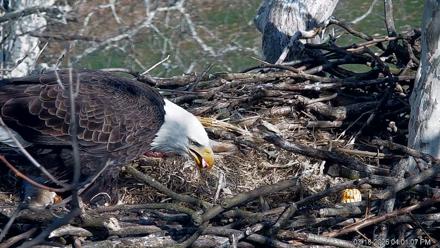 PA Farm Country Eagles Live Cams - Mar 18, 2026, 4:01pm EDT