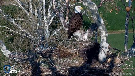 PA Farm Country Eagles Live Cams - Apr 22, 2026, 6:04pm EDT