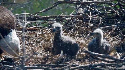 PA Farm Country Eagles Live Cams - Apr 6, 2026, 10:54am EDT