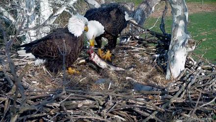 PA Farm Country Eagles Live Cams - Mar 31, 2026, 5:13pm EDT