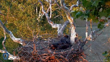 PA Farm Country Eagles Live Cams - Jun 1, 2026, 8:16pm EDT