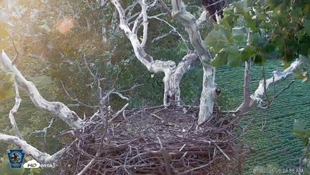 PA Farm Country Eagles Live Cams - Jul 30, 2026, 6:26am EDT