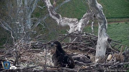 PA Farm Country Eagles Live Cams - Apr 24, 2026, 8:16am EDT