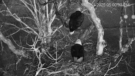 PA Farm Country Eagles Live Cams - Dec 11, 2025, 5:00pm EST