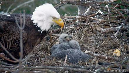 PA Farm Country Eagles Live Cams - Apr 5, 2026, 7:17pm EDT