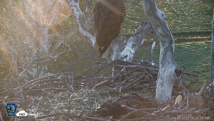 PA Farm Country Eagles Live Cams - Apr 28, 2026, 6:30am EDT
