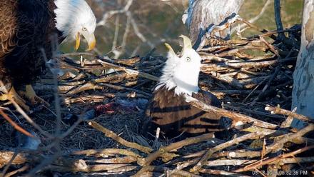 PA Farm Country Eagles Live Cams - Mar 18, 2026, 6:33pm EDT